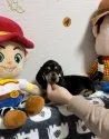 ミニチュアダックスフンド(スムース)【神奈川県・男の子・2021年12月6日・ブラックイエロー】の写真4
