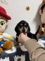ミニチュアダックスフンド(スムース)【神奈川県・男の子・2021年12月6日・ブラックイエロー】の写真5