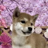 柴犬(標準サイズ)【神奈川県・男の子・2023年12月13日・赤】の写真5