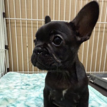 フレンチブルドッグ【福井県・女の子・2025年8月27日・ブリンドル】の写真「優良血統！ムチムチボディ、可愛いお顔の女の子」