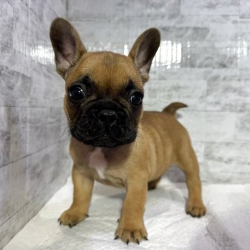 フレンチブルドッグ【福井県・男の子・2025年8月27日・濃いレッドフォーン】の写真「優良血統!イケメン君🩷」