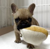 フレンチブルドッグ