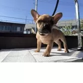 フレンチブルドッグ