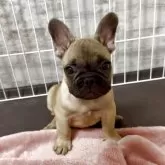 フレンチブルドッグ