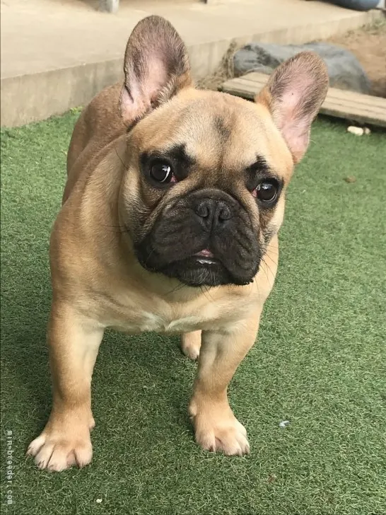 ID：1810-00109の子犬