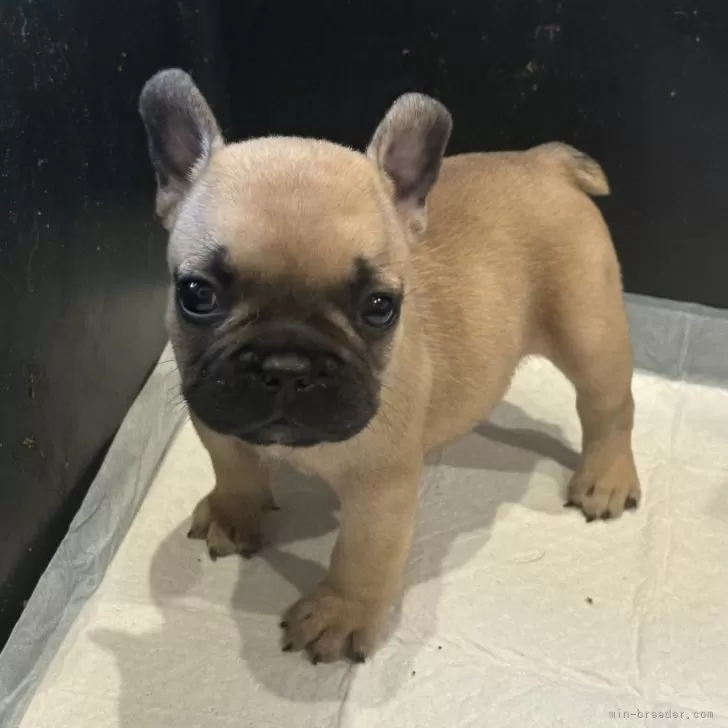 ID：2408-08067の子犬