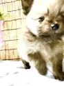ポメラニアン【群馬県・男の子・2025年6月1日・オレンジ】の写真15
