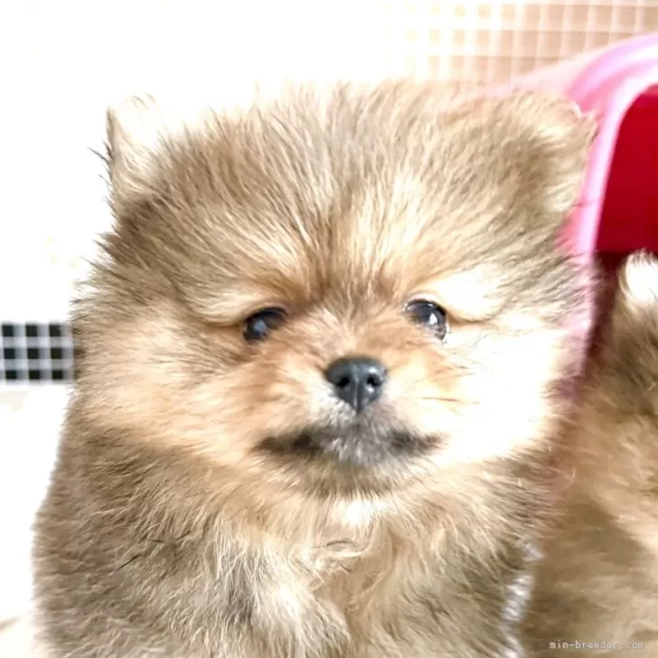 ID：2504-03220の子犬