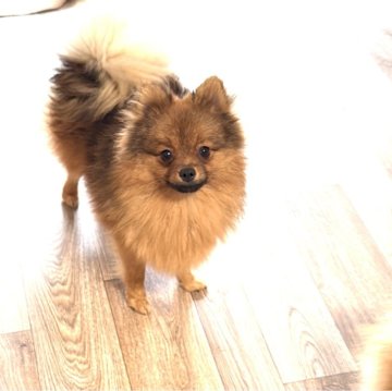 ポメラニアン【群馬県・男の子・2025年2月26日・オレンジセーブル】の写真「元気いっぱい。素直さも愛おしい🥰」