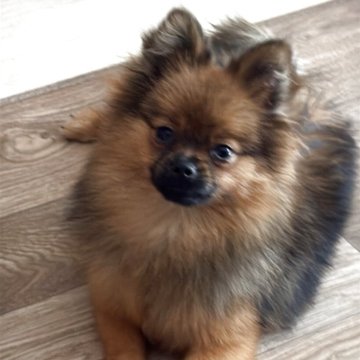 ポメラニアン【群馬県・女の子・2025年2月26日・オレンジセーブル】の写真「小ぶりでしっかりボディ❣️可愛いさ増してきました」