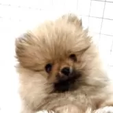 ポメラニアン【群馬県・女の子・2025年2月11日・オレンジセーブル】の写真1