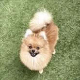 ポメラニアン