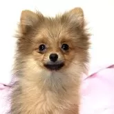 ポメラニアン