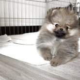 ポメラニアン
