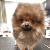 ポメラニアン