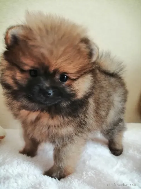 ID：2006-01681の子犬