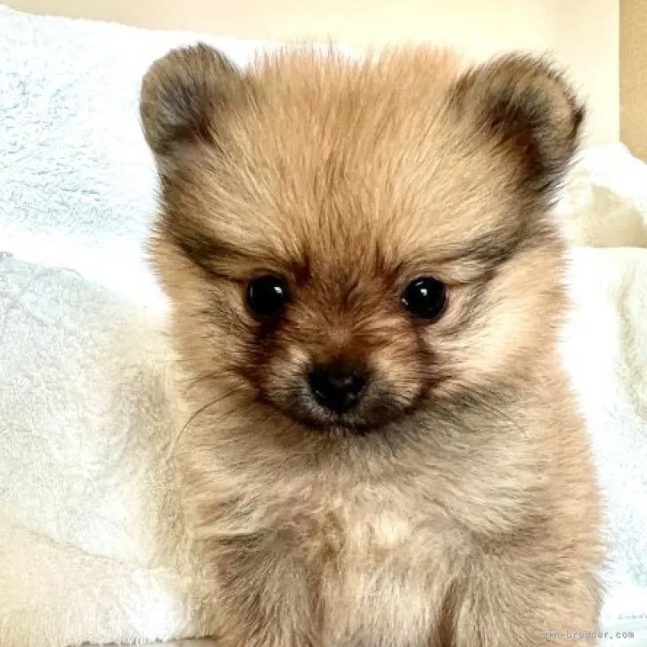 ID:2308-03754の子犬