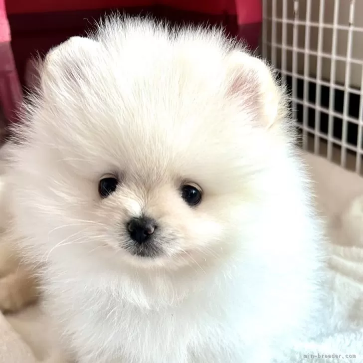 ID：2406-00200の子犬