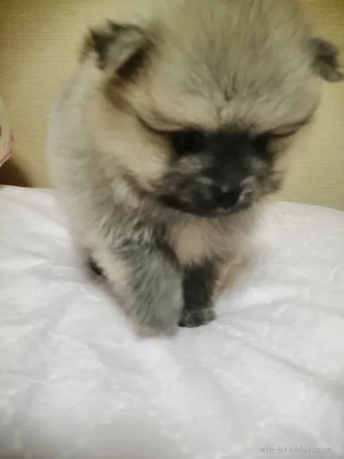 Y.H 様のお迎えした子犬