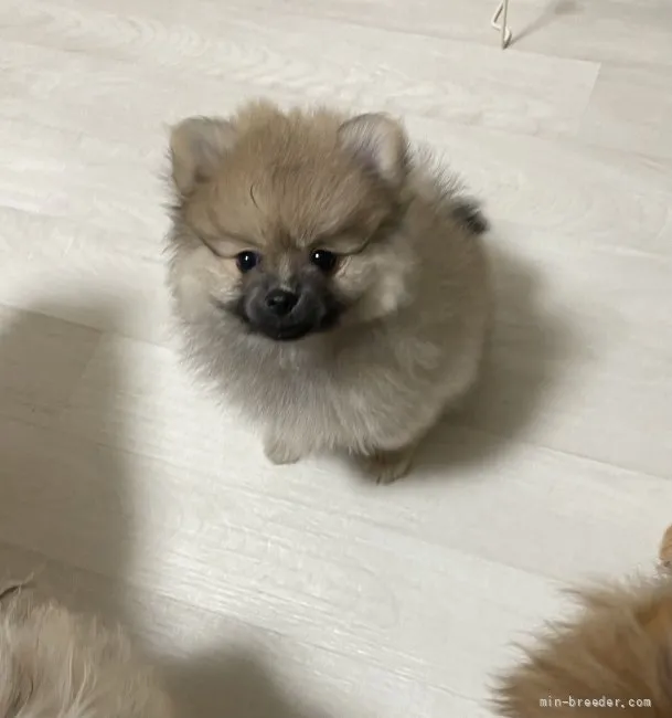 ID：2107-04202の子犬