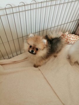 ポメラニアン【群馬県・男の子・2019年10月14日・オレンジセーブル】の写真「初❣タレント犬の子です
性格最良💖」