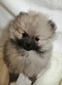 ポメラニアン【群馬県・男の子・2020年10月6日・ウルフセーブル】の写真「ママはタレント犬。
綺麗なウルフセーブル」