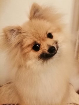 ポメラニアン【群馬県・女の子・2019年10月11日・クリームセーブル】の写真「小振りで可愛い〜お顔❣」