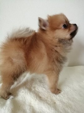 ポメラニアン【群馬県・男の子・2020年8月24日・オレンジ】の写真「とても綺麗なオレンジ男の子」