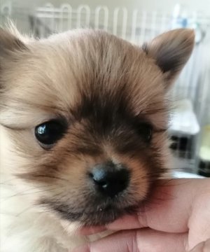 ポメラニアン【群馬県・女の子・2020年3月3日・オレンジ】の写真「小ぶりとても可愛い子💖」