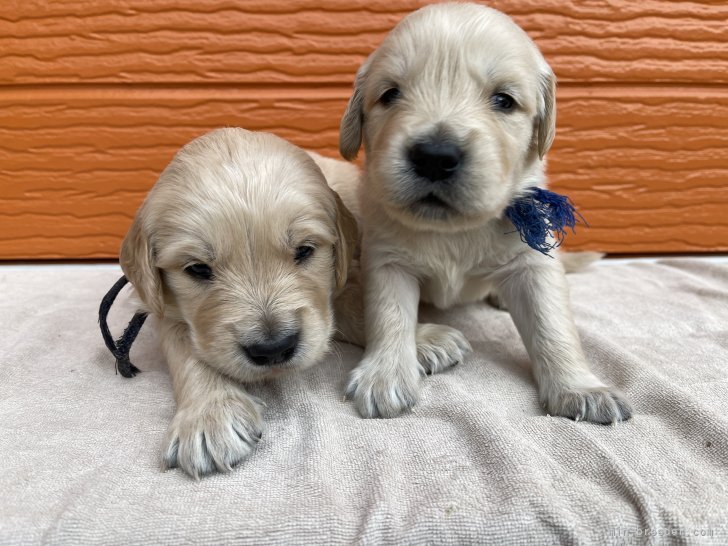 福田祥子ブリーダーのブログ：11月生まれの子犬③