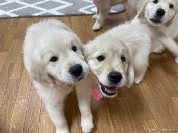 福田祥子ブリーダーのブログ：子犬の掲載について