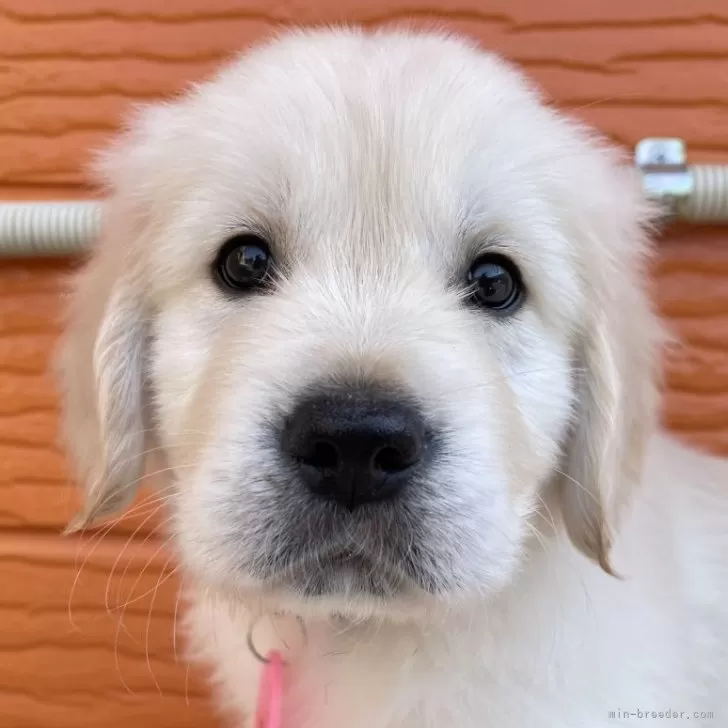 ID：2503-06212の子犬