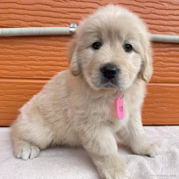 ID：2504-01442の子犬