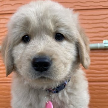 ゴールデンレトリバー【茨城県・男の子・2025年10月22日・ゴールド】の写真「両親股関節＆PRA等検査済み。生命保証６ヶ月つき★」