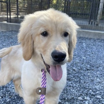 ゴールデンレトリバー【茨城県・男の子・2025年7月12日・ゴールド】の写真「両親股関節＆PRA等検査済み。生命保証６ヶ月つき」