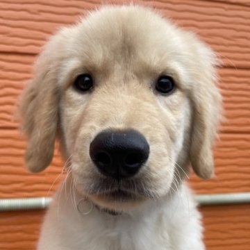 ゴールデンレトリバー【茨城県・男の子・2025年7月12日・ゴールド】の写真「両親股関節＆PRA等検査済み。生命保証６ヶ月つき★」