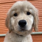 ゴールデンレトリバー