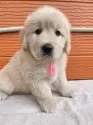 ゴールデンレトリバー【茨城県・女の子・2025年3月3日・ゴールド】の写真2