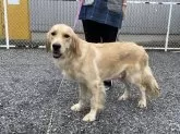 ゴールデンレトリバー【茨城県・女の子・2023年4月16日・クリーム】の写真6