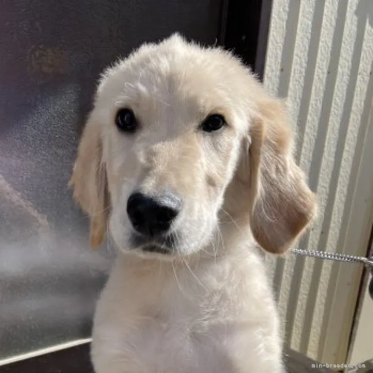 ID:2210-04599の子犬