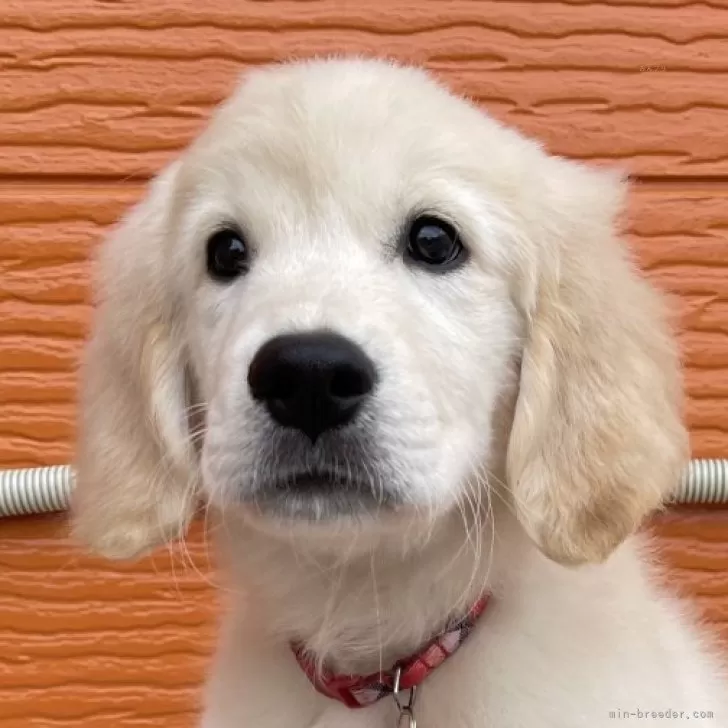 YM 様のお迎えした子犬