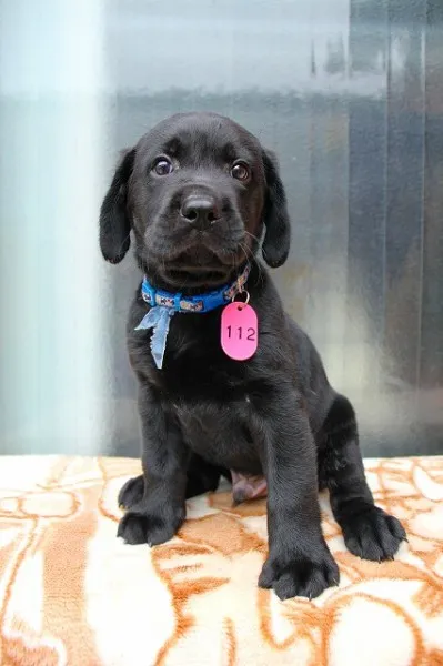 ID:1207-00482の子犬