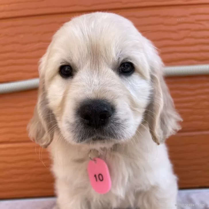 ID：2402-05468の子犬