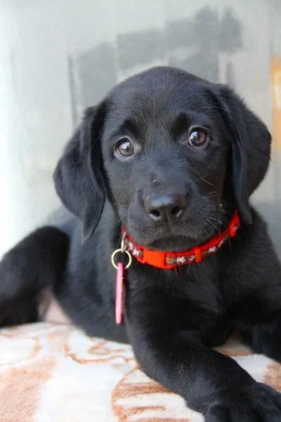 ID：1208-00259の子犬