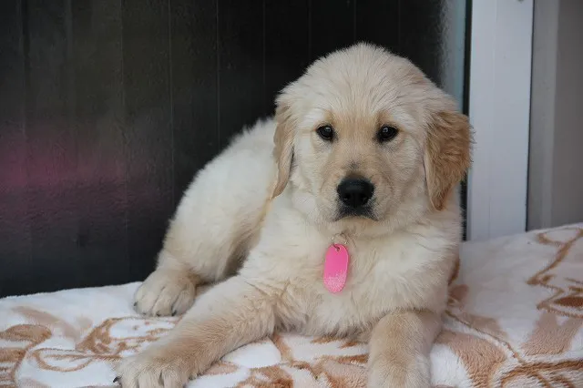 ID：1205-00116の子犬