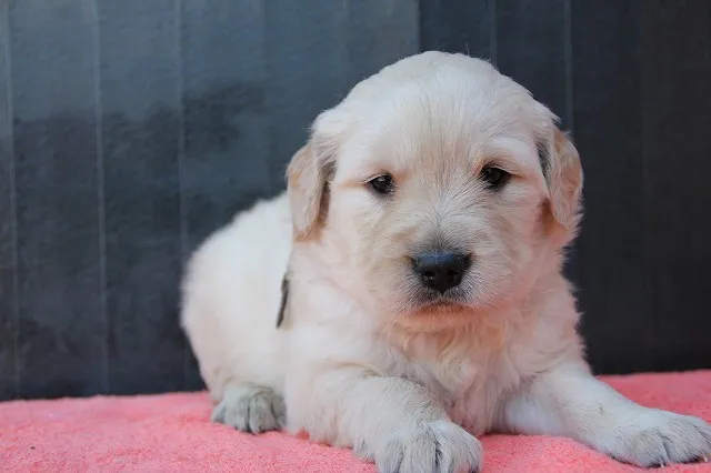 ID：1202-00441の子犬