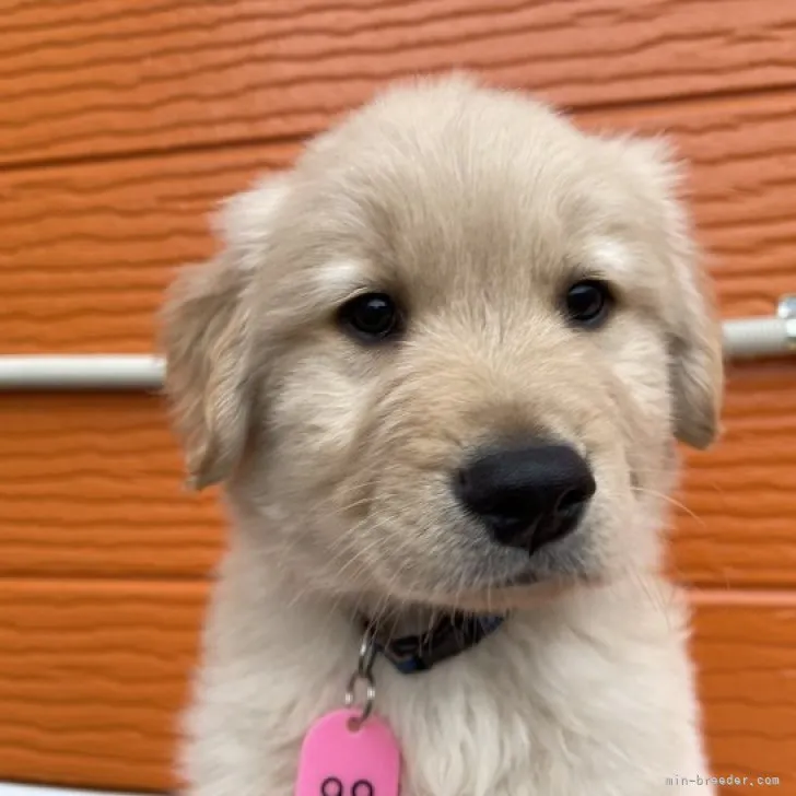 ID：2301-02933の子犬