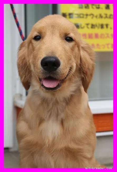ID：2109-02349の子犬