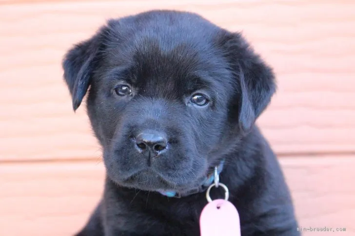 ID：2011-00112の子犬