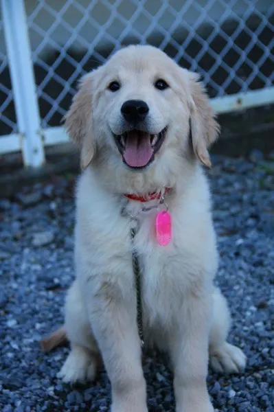 ID：1210-00210の子犬